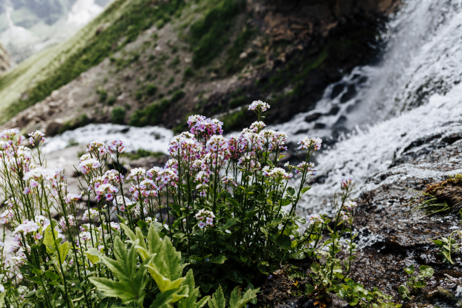 цветы в горах Приэльбрусья