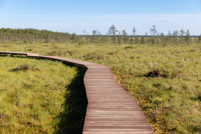 Экологическая пешеходная тропа в национальном парке через торфяное болото